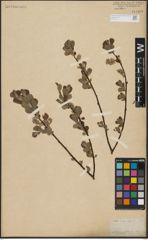 Foto von Salix aurita L.
